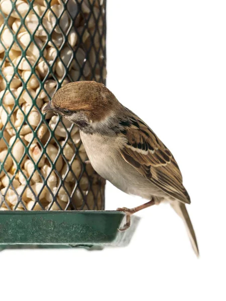 Juvenile tree sparrow on feeder — Stock Photo, Image