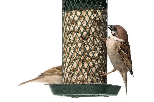 Tree sparrow on a bird feeder — Stock Photo, Image