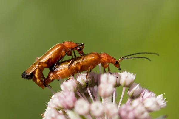 Mating red soldier beetles — Stock Photo, Image