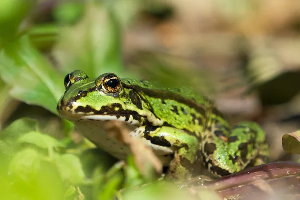 Grüner Europäischer Frosch an Land — Stockfoto