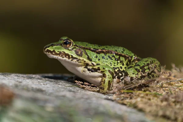 陸上の緑のヨーロッパのカエル — ストック写真