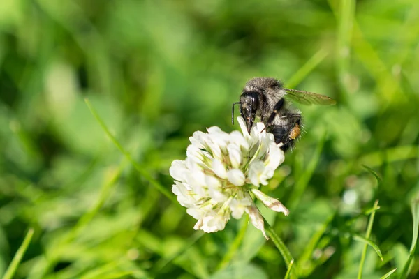 Bumblebee on clover flower — Stock Photo, Image