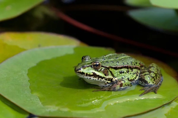 Grüner Europäischer Frosch auf Seerosenblatt — Stockfoto