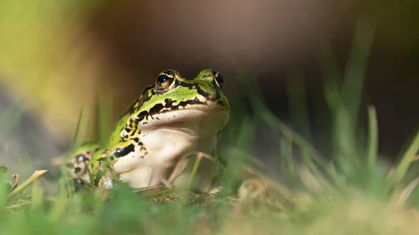 Zelená Evropská Žabka na pevnině — Stock fotografie