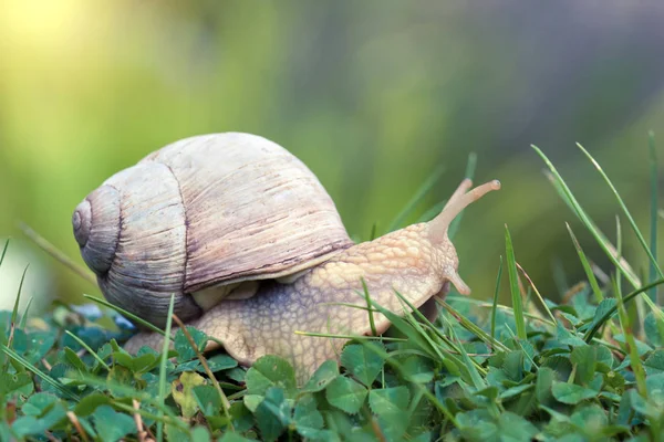 Roman snail in clover — Stock Photo, Image