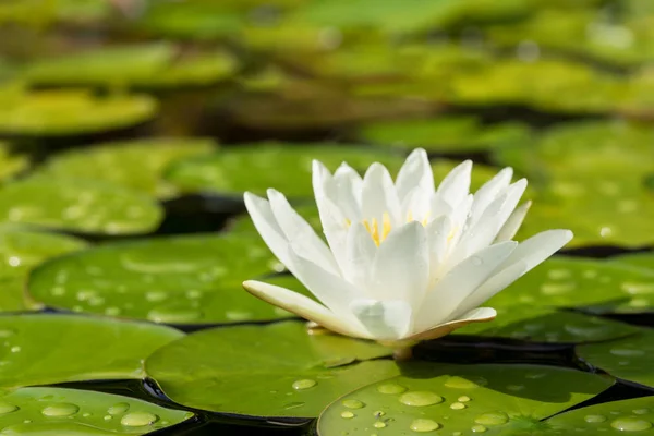 白い水ユリの花 — ストック写真