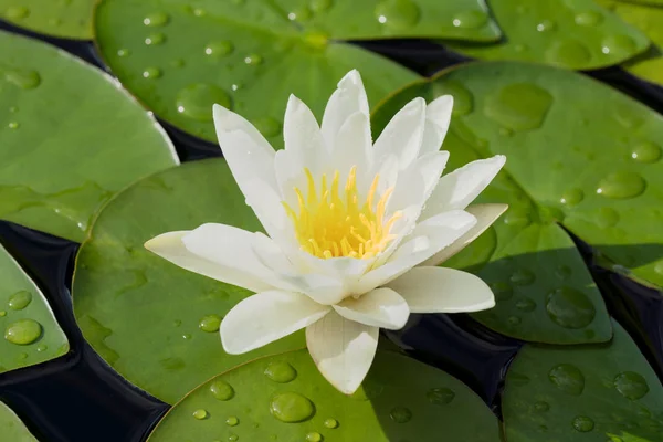 白い水ユリの花 — ストック写真