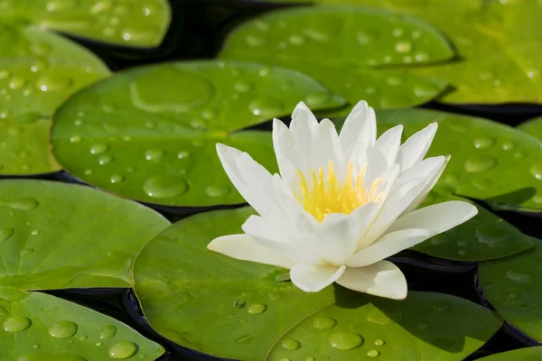 白い水ユリの花 — ストック写真