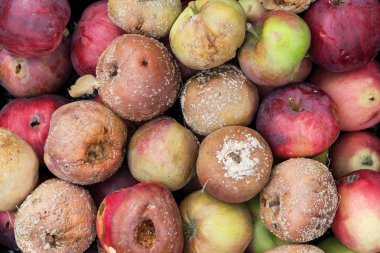 Kötü ve çürük elmalar