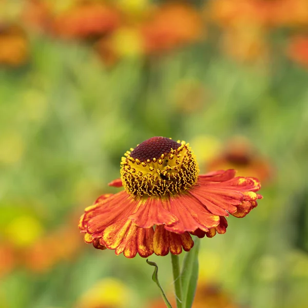Orange helenium autumnale flowers — Stock Photo, Image
