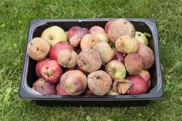 Bad apples in plastic tray