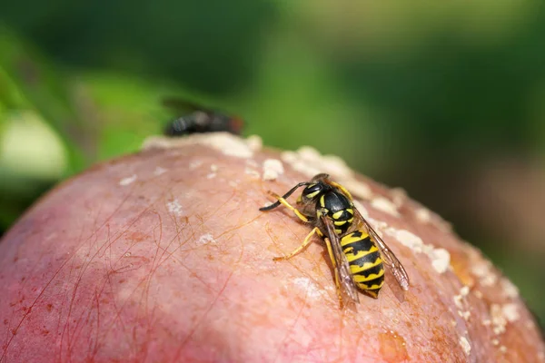 WASP siedzi na zgniłe jabłko — Zdjęcie stockowe