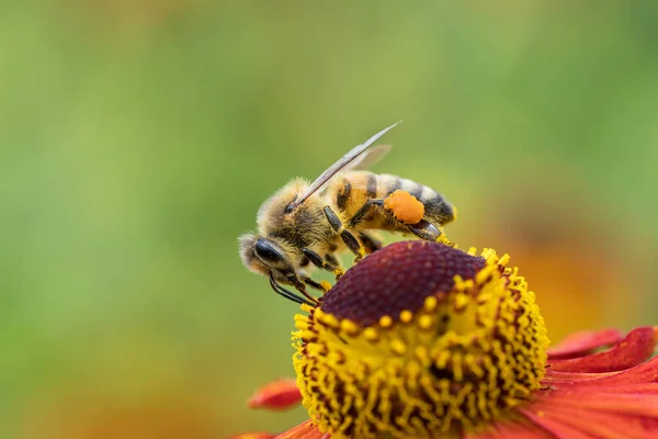 La abeja de miel en una flor —  Fotos de Stock