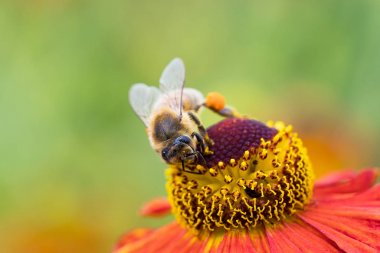 Bir çiçekte bal arısı