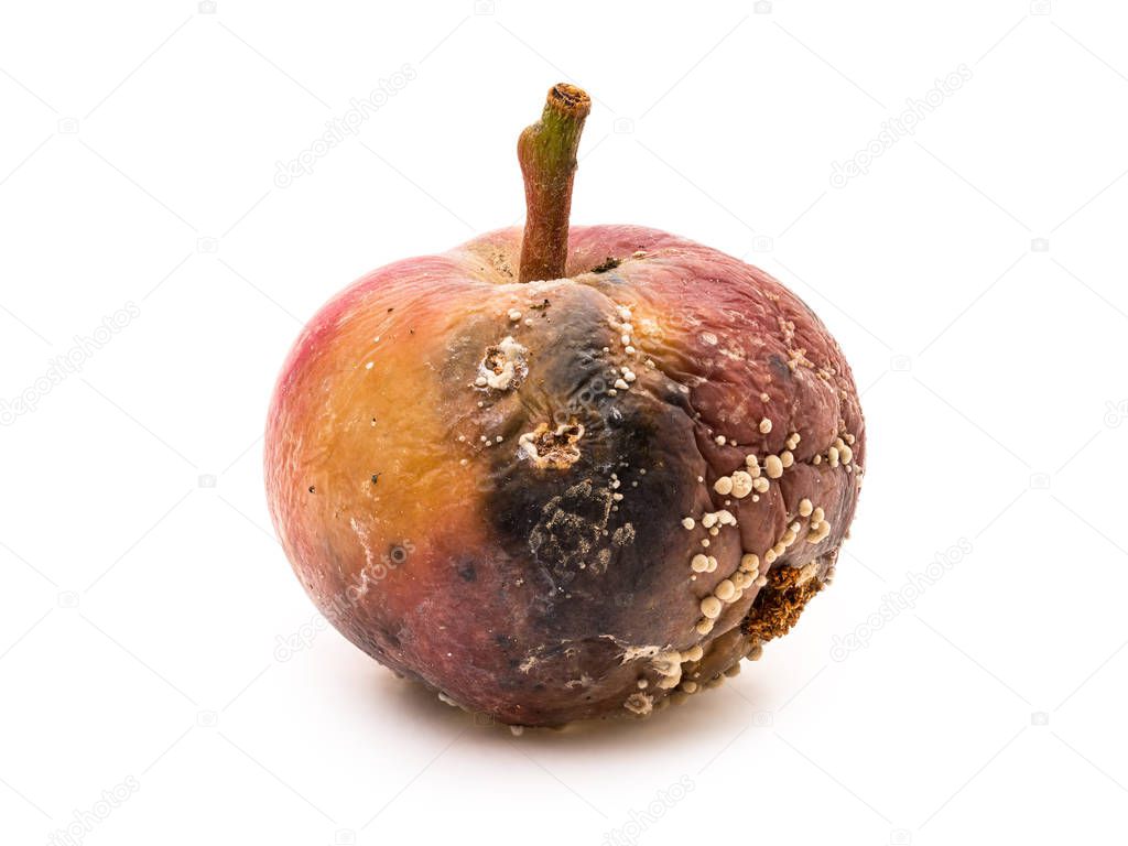 Rotten apple with fungus