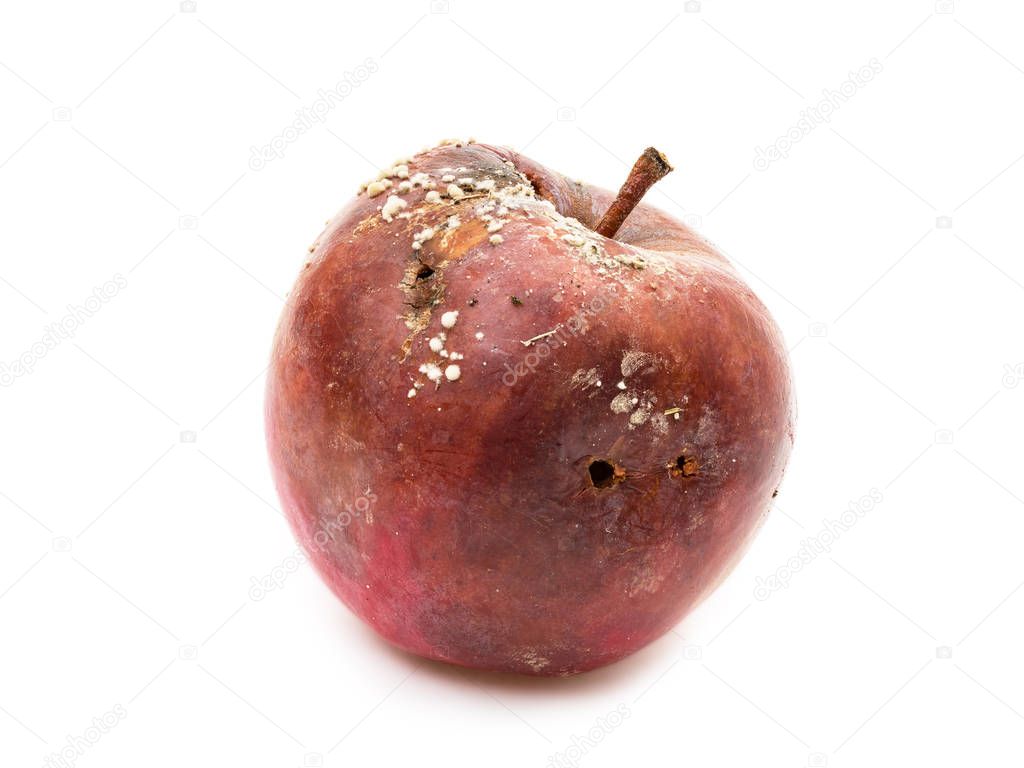 Rotten apple with fungus