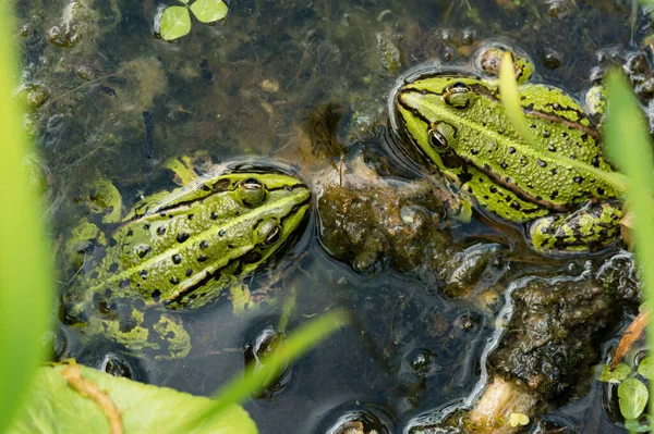 Dos Ranas Verdes Sentadas Aguas Poco Profundas Vistas Directamente Desde —  Fotos de Stock