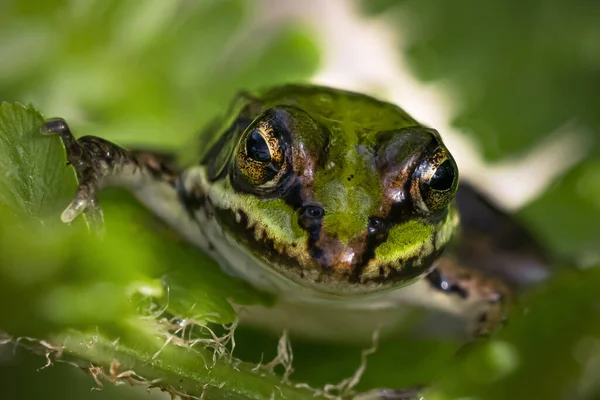 Close Vooraanzicht Van Een Groene Kikker Hoofd Een Aantal Groene — Stockfoto