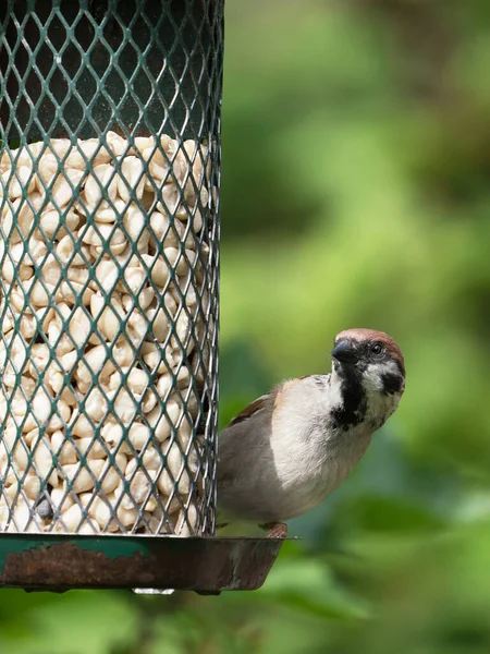 Sperling Sitzt Auf Vogelfutterhäuschen Mit Erdnüssen — Stockfoto