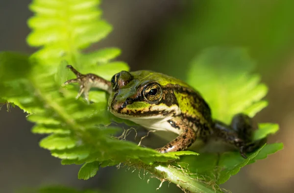 Kısmi Güneş Işığında Bir Bitkinin Içinde Oturan Yeşil Kurbağaya Yakın — Stok fotoğraf
