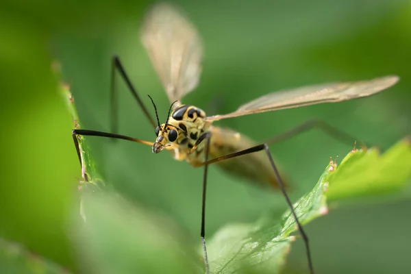 Macro Crane Fly Seen Front Sitting Green Plant — Stock Photo, Image