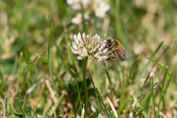 Abeja Miel Chupando Néctar Una Flor Blanca Trébol Césped Hierba — Foto de Stock