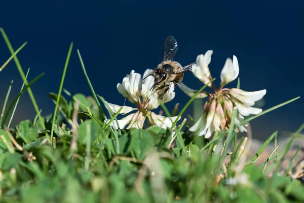 Miele Api Succhiare Nettare Fiore Trifoglio Bianco Prato Erba Con — Foto Stock