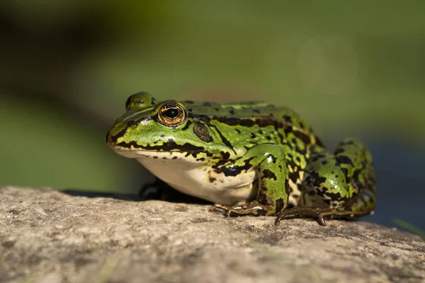 Zelená Evropská Žába Sedící Kamenném Povrchu Dívající Vlevo — Stock fotografie