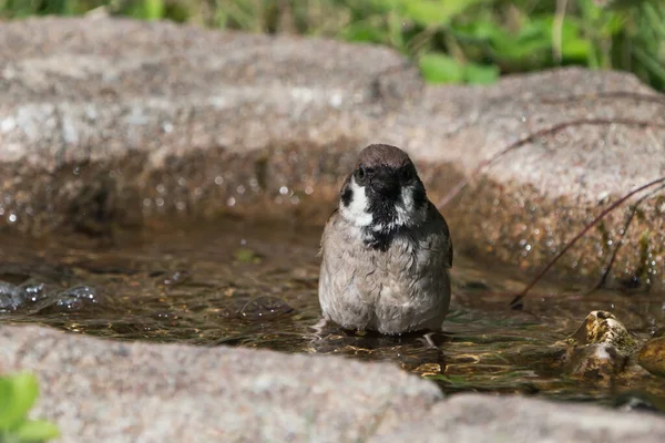 Front View Cute European Tree Sparrow Sitting Bird Bath — Stock Photo, Image