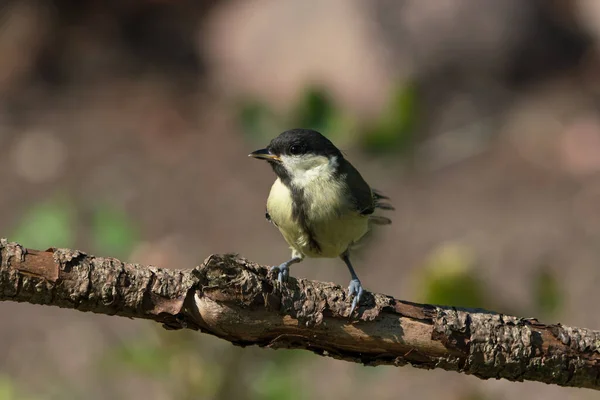 Juvenile Great Tit Bird Sitting Branch Looking Left — Stok fotoğraf