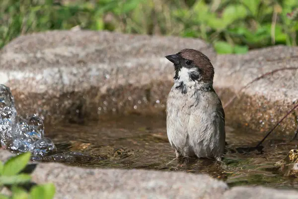 Přední Pohled Roztomilé Evropské Strom Vrabec Sedí Ptačí Lázni Při — Stock fotografie