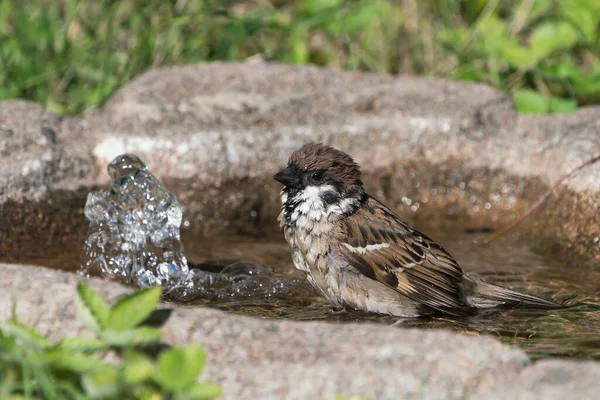 Seitenansicht Des Nassen Niedlichen Badenden Europäischen Baumpatzen Nach Links — Stockfoto