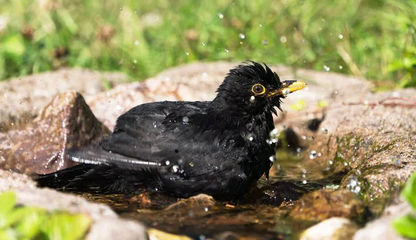 Common Eurasian Blackbird Male Bathing Natural Looking Birdbath Facing Right — Stock Photo, Image