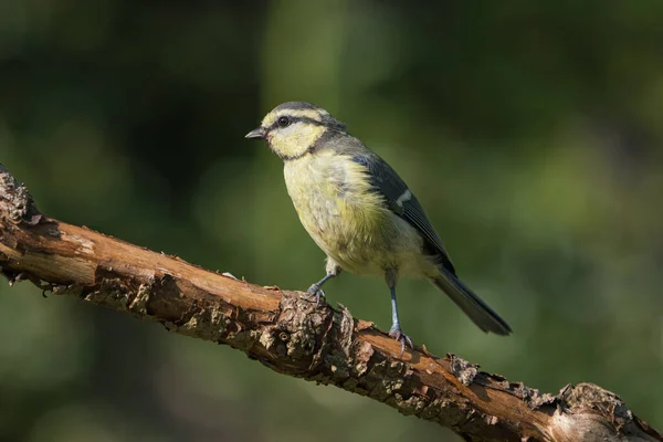 Bonito Juvenil Azul Tit Pássaro Sentado Galho Sol Luz Olhando — Fotografia de Stock