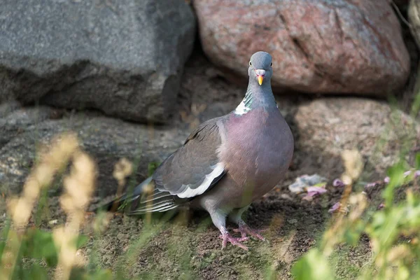 Pigeon Européen Commun Avec Tête Tournée Vers Avant Devant Mur — Photo