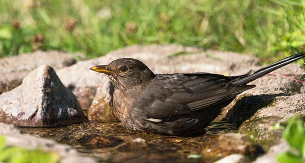 Common Eurasian Blackbird Female Bathing Natural Looking Birdbath Facing Left — Stock Photo, Image