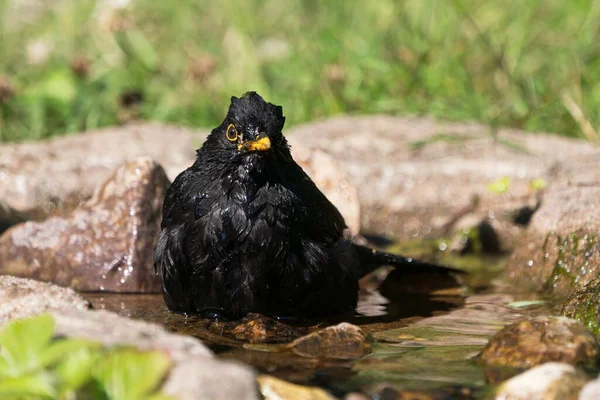 Front View Common Eurasian Blackbird Male Bathing Natural Looking Birdbath — Stock Photo, Image