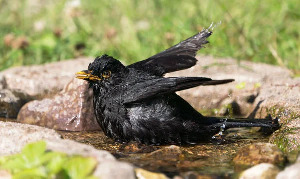 Common Eurasian Blackbird Male Bathing Natural Looking Birdbath Facing Left — Stock Photo, Image