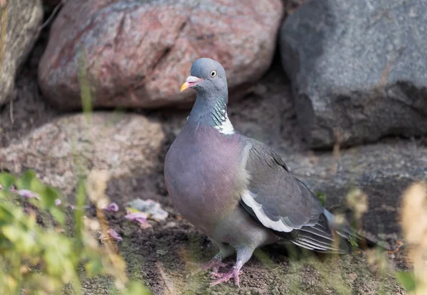 Pigeon Européen Commun Côté Face Gauche Devant Mur Pierre — Photo