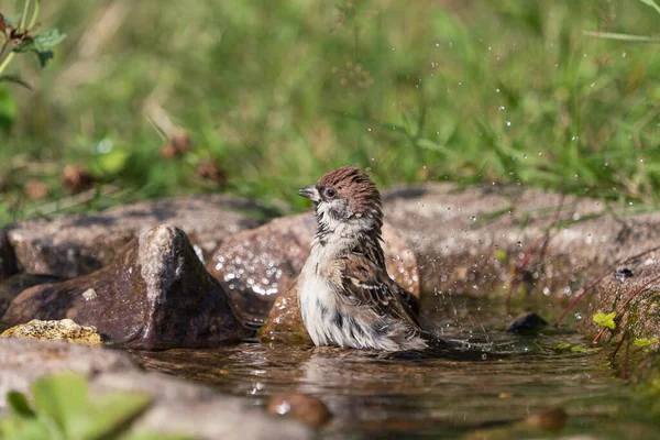 Niedliche Europäische Spatzenvogel Baden Einem Natürlich Aussehenden Vogelbad Mit Wasserspray — Stockfoto