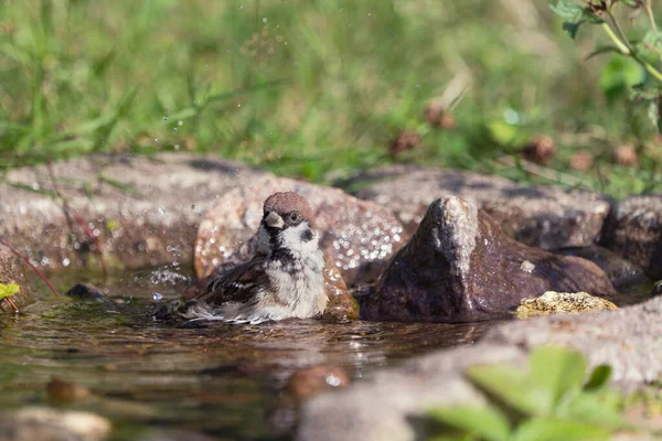 Lindo Pájaro Gorrión Árbol Europeo Sentado Bañándose Baño Aves Aspecto — Foto de Stock