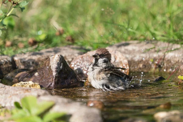 Niedlicher Europäischer Baumsperling Sitzt Beim Baden Einem Natürlich Aussehenden Vogelbad — Stockfoto