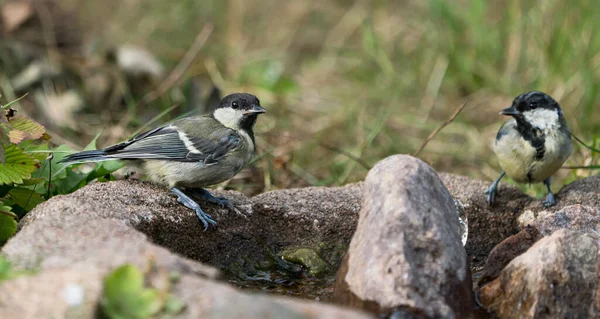 Two Great Tit Birds Sitting Edge Some Water Focus Left — Stock fotografie