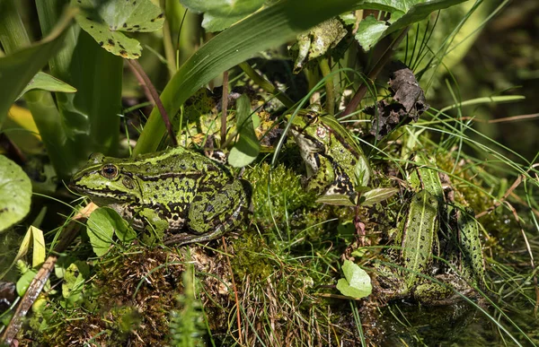 Pięć Dużych Małych Europejskich Zielonych Żab Siedzących Blisko Siebie Roślinności — Zdjęcie stockowe