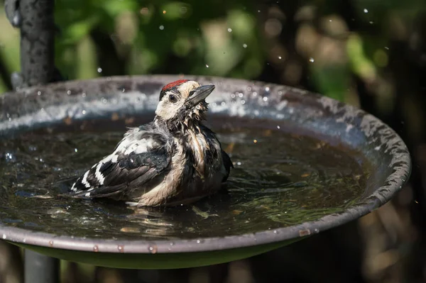 Grande Tache Juvénile Pic Baignant Dans Bain Oiseaux Rond Avec — Photo