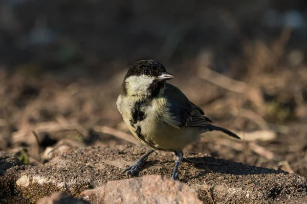 Great Tit Bird Sitting Ground Brown Dirt Background - Stock-foto