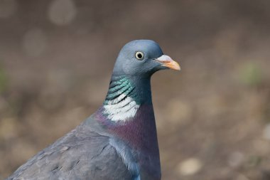 Yan görünümü kapat genel ahşap güvercin başı ve üst gövdesi kuru kahverengi toprak arka plan ile karşı karşıya