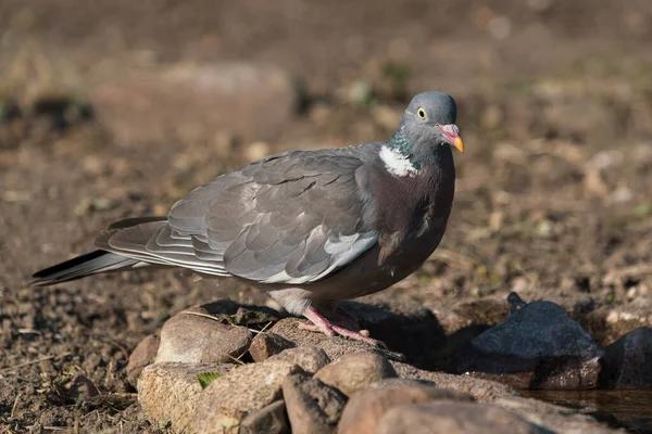 黒い泥の背景を持ついくつかの水の端に直面している木製の鳩 — ストック写真