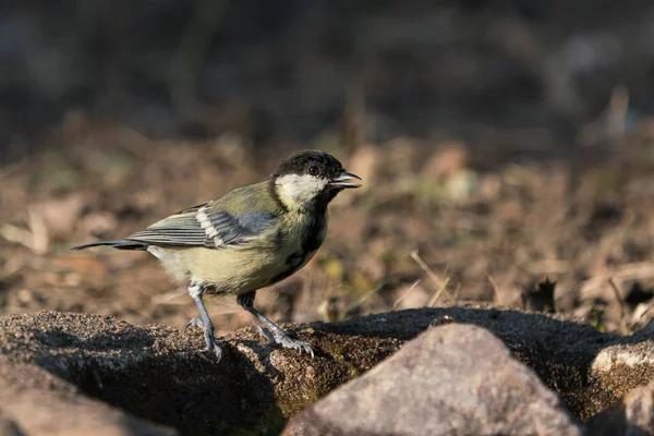 Great tit bird with open beak on the ground with dirt background