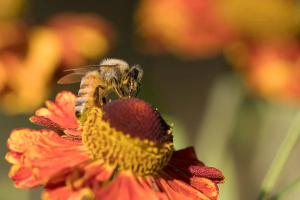 右向きのミツバチの側面図と赤とオレンジの花から蜜を吸う — ストック写真